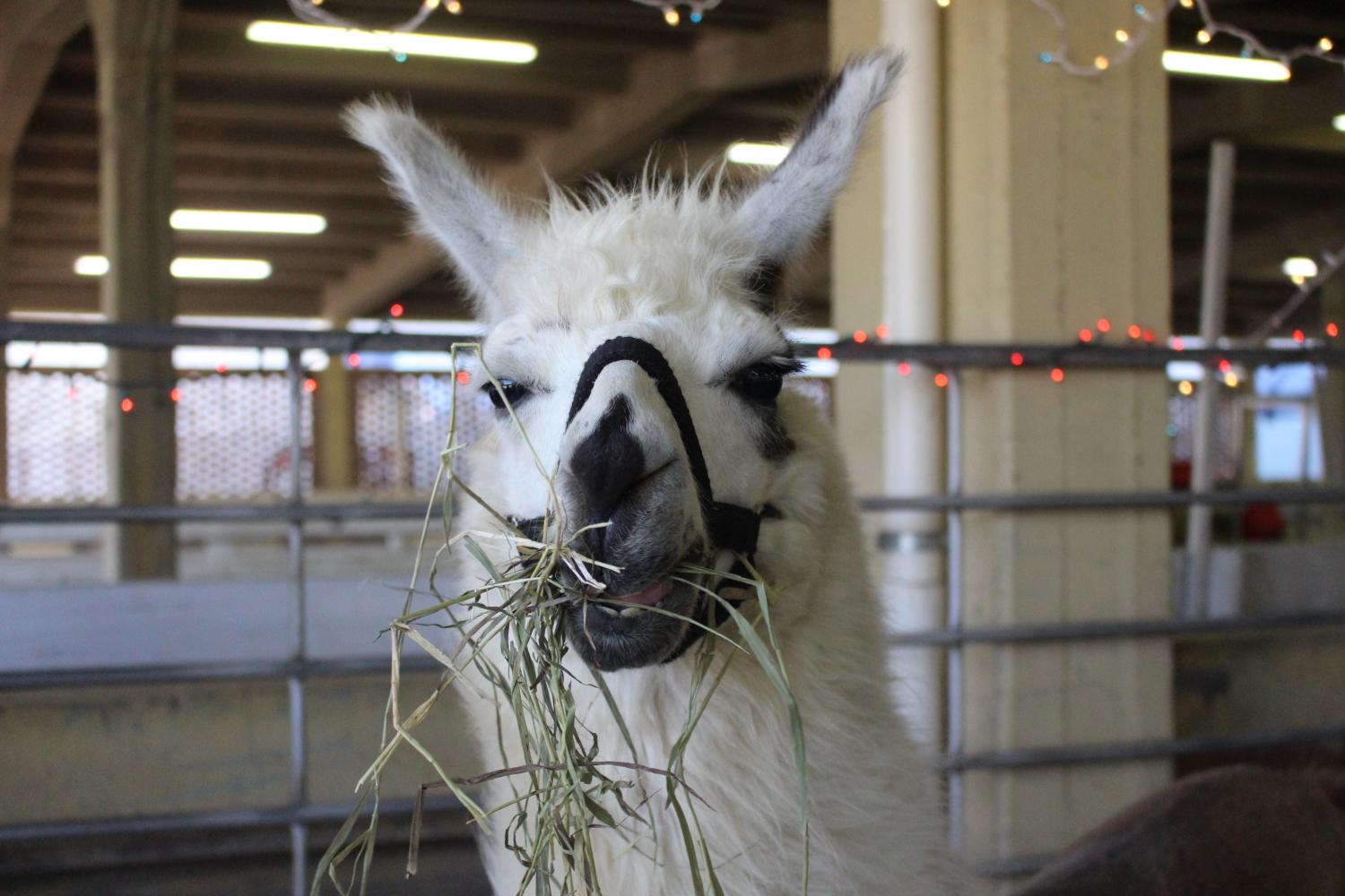 2017 Kansas State Fair (Photo Gallery By Caitlyn Dunn)