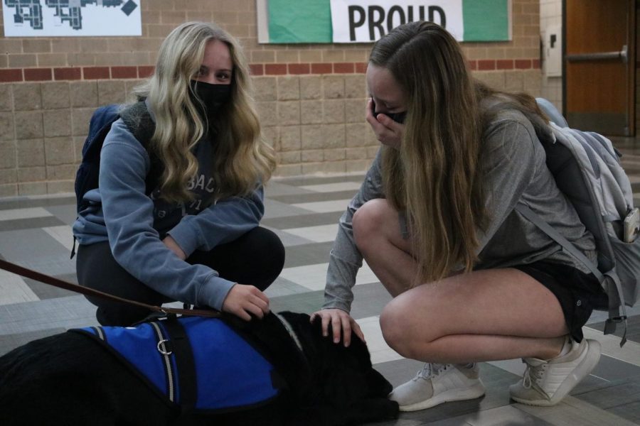 A high school student is very overthrown with the cuteness of the schools new emotional support dog.