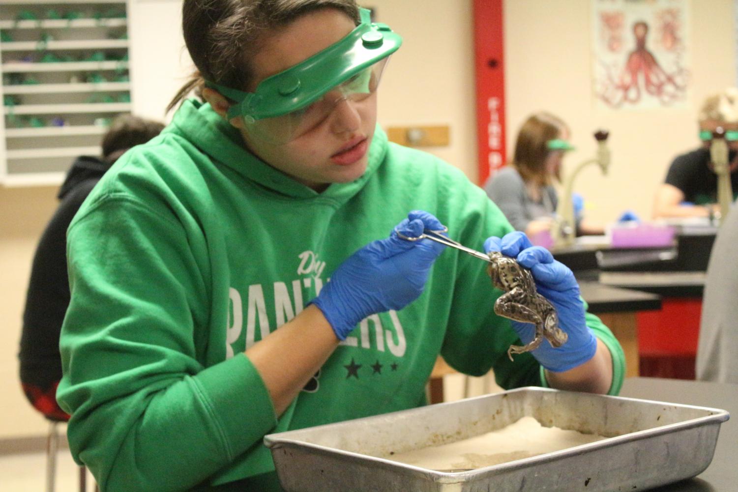 Mrs.+Reeds+Zoology+Class+dissects+Frogs+%28Photos+by+Lolaina+Gutierrez%29