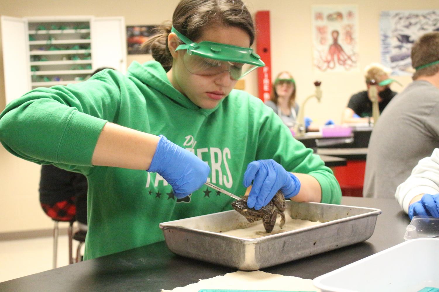 Mrs.+Reeds+Zoology+Class+dissects+Frogs+%28Photos+by+Lolaina+Gutierrez%29