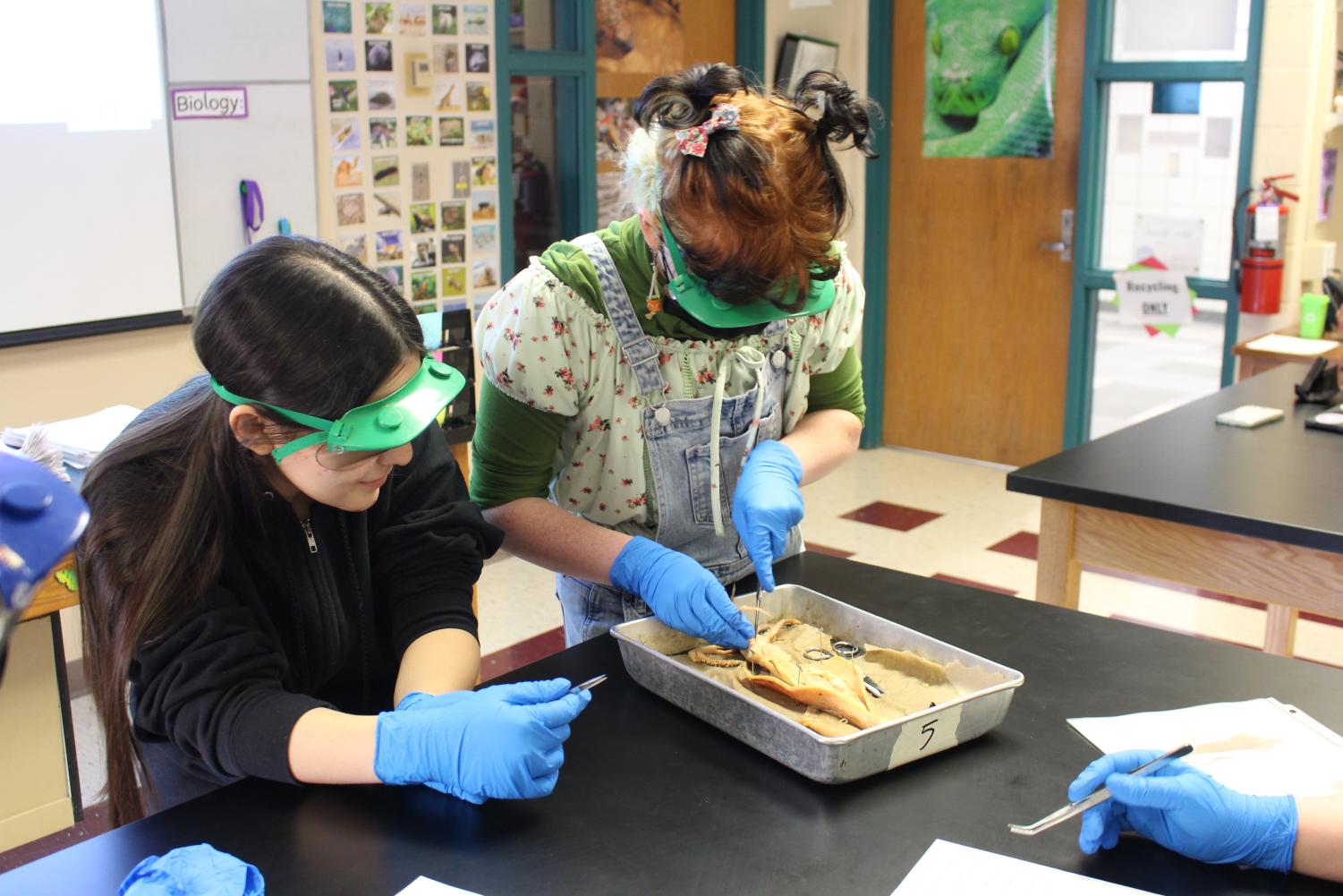 Zoology+dissects+squids+%28Photos+by+Shaye+Comes%29