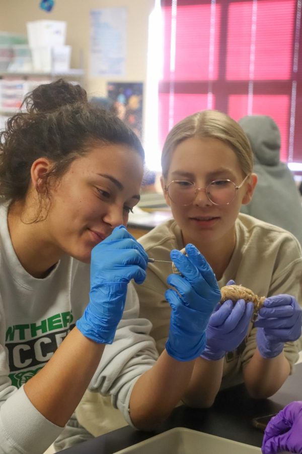 Dissecting brains in science class (Photos by Mikah Herzberg)