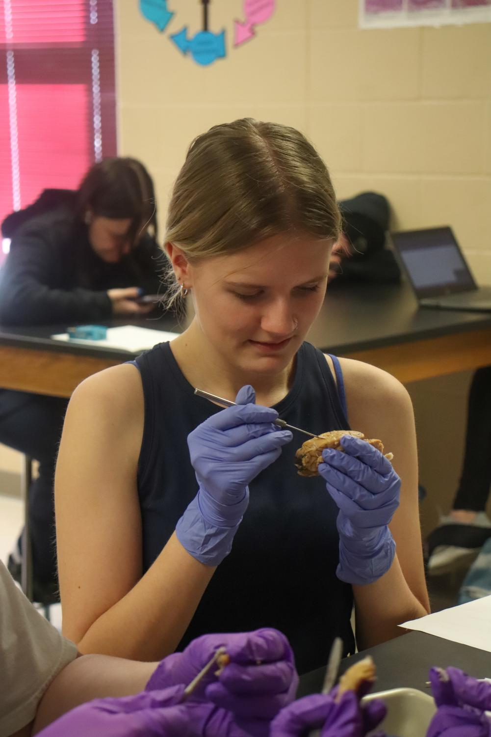 Dissecting+brains+in+science+class+%28Photos+by+Mikah+Herzberg%29