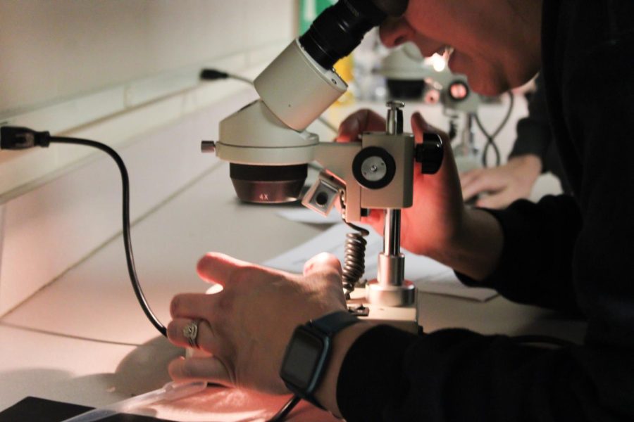 Planarian lab in Zoology (Photos by Lindsay Tyrell-Blake)