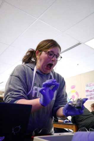 Browns class dissects eye balls (Photos by Laurisa Rooney)