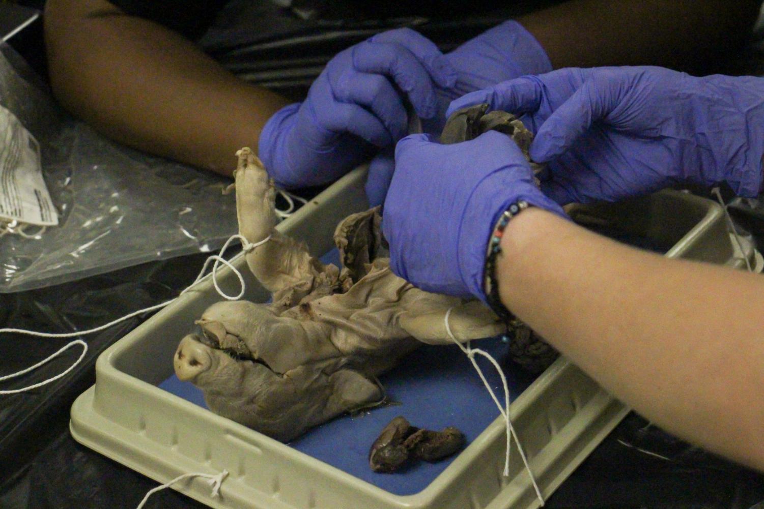 Fetal+pig+dissection+%28Photos+by+Aubrey+Nguyen%29