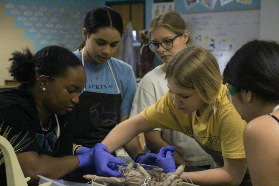 Fetal pig dissection (Photos by Aubrey Nguyen)