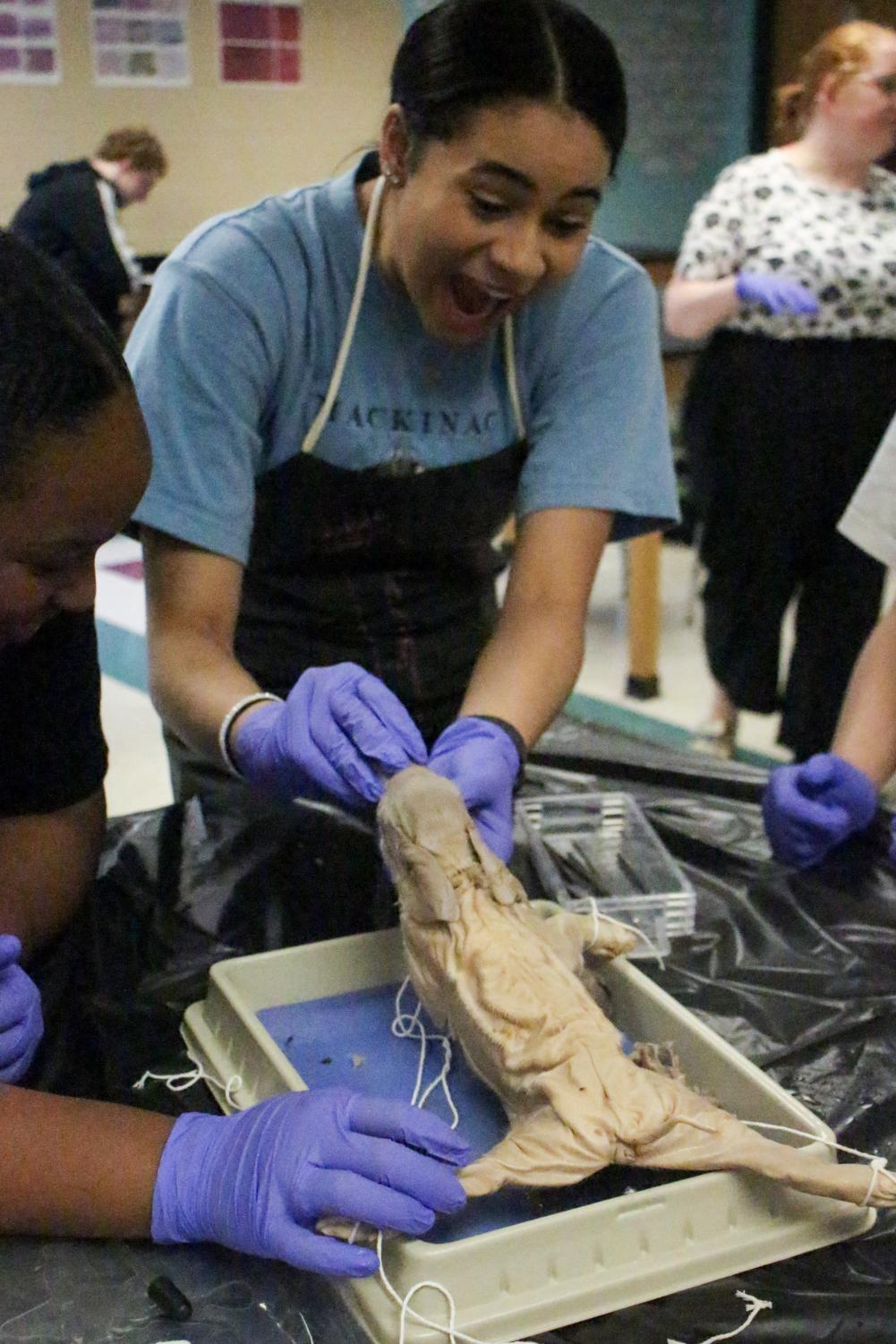Fetal+pig+dissection+%28Photos+by+Aubrey+Nguyen%29