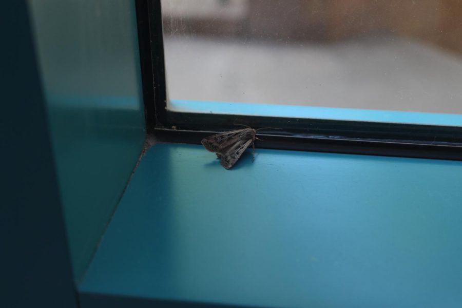 The moth invasion of Derby High School (Photos by Lindsay Tyrell-Blake)