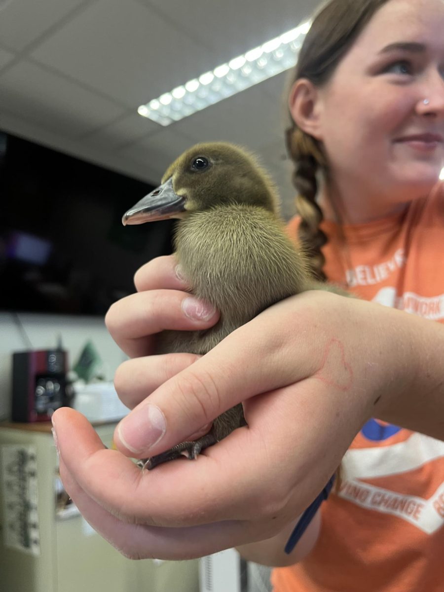 Baby ducks make a quick visit to attendance (Photos by Erica Sengthavorn)