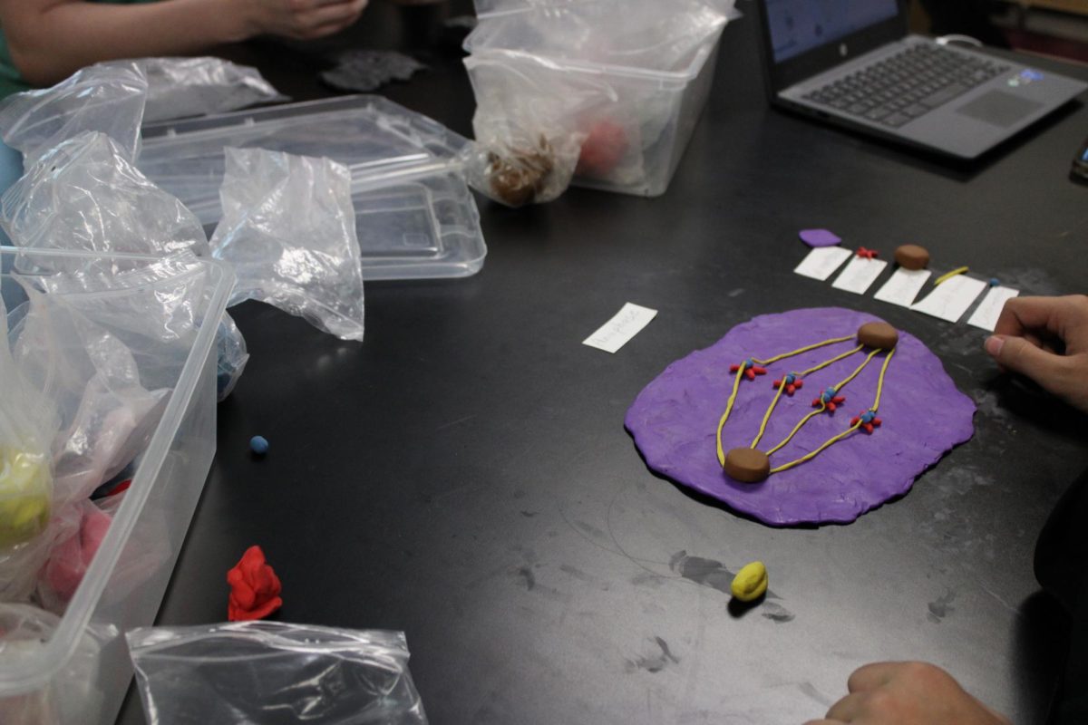 Stop Motion Mitosis Project (Photos by Alyssa Schroeder)