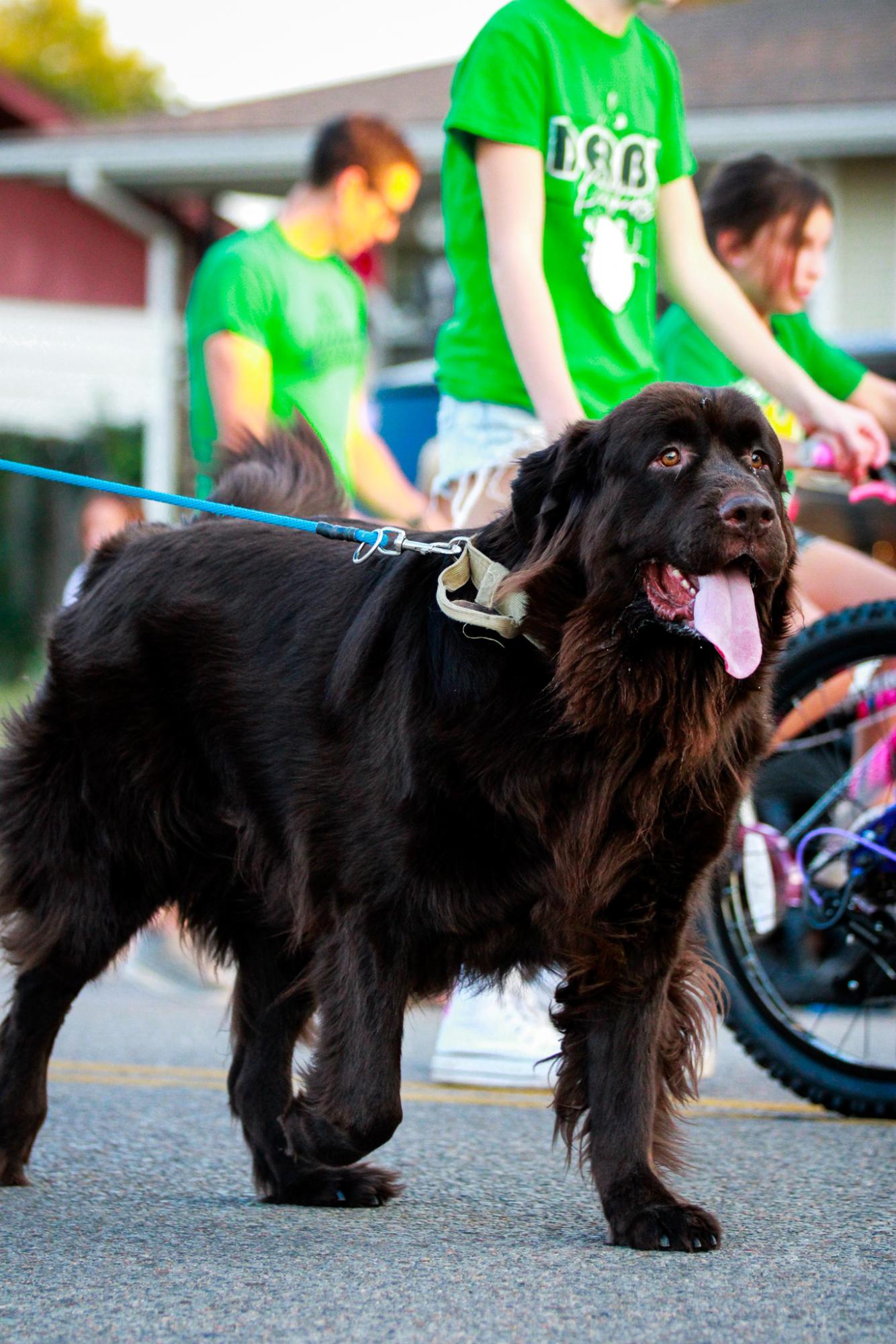 Homecoming Parade (Photos By Liberty Smith)