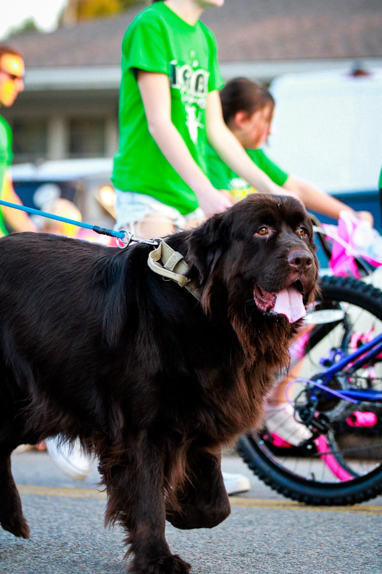 Homecoming Parade (Photos By Liberty Smith)