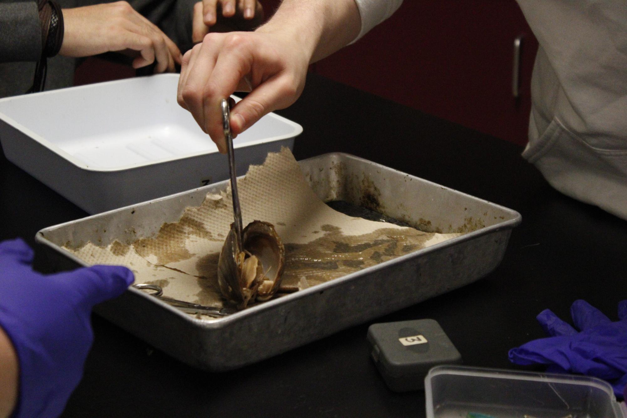 Zoology dissects clams (Photos by Alyssa Schroeder)