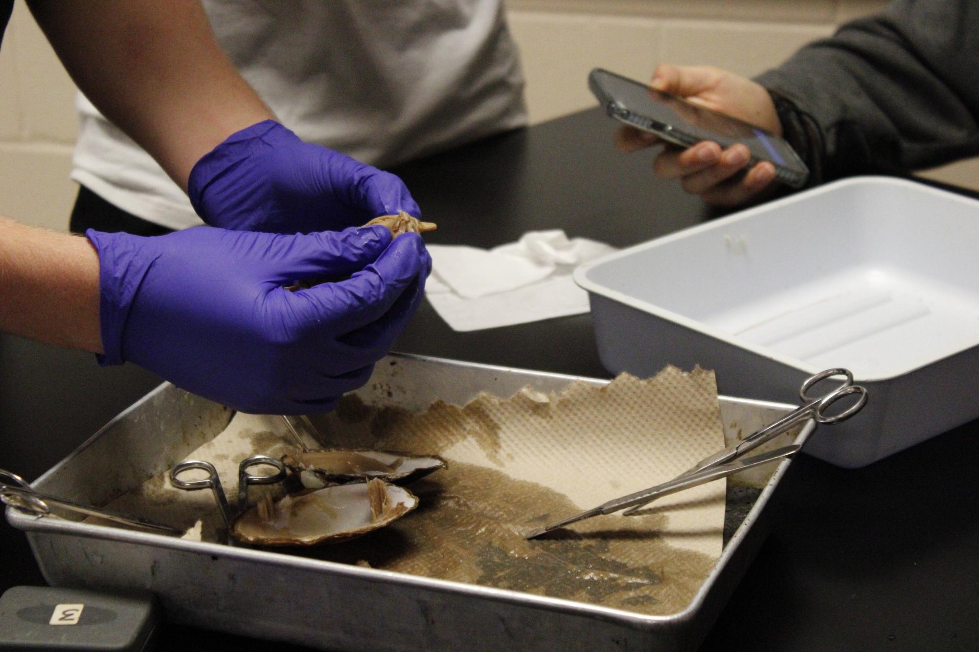 Zoology dissects clams (Photos by Alyssa Schroeder)