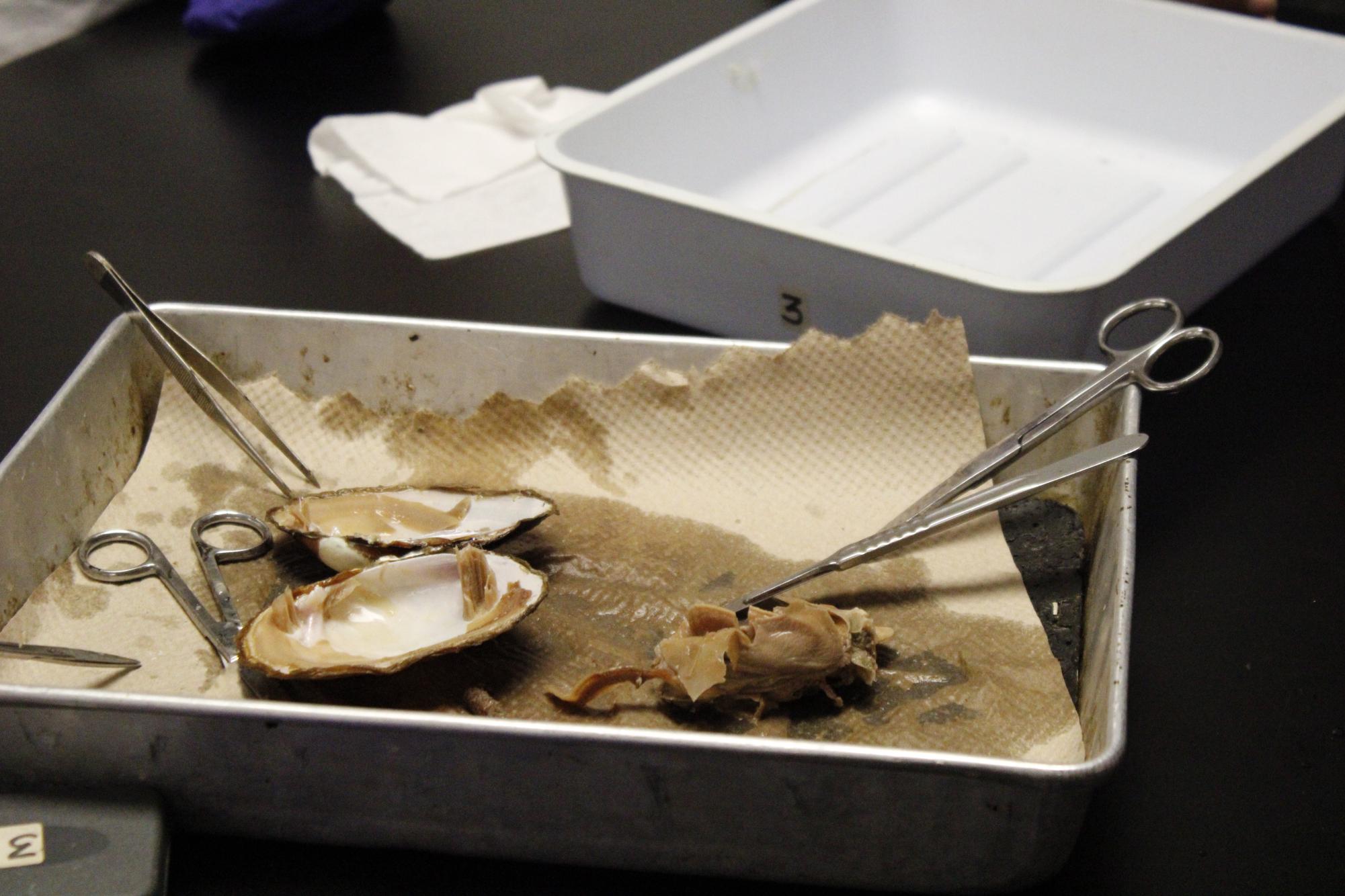 Zoology dissects clams (Photos by Alyssa Schroeder)