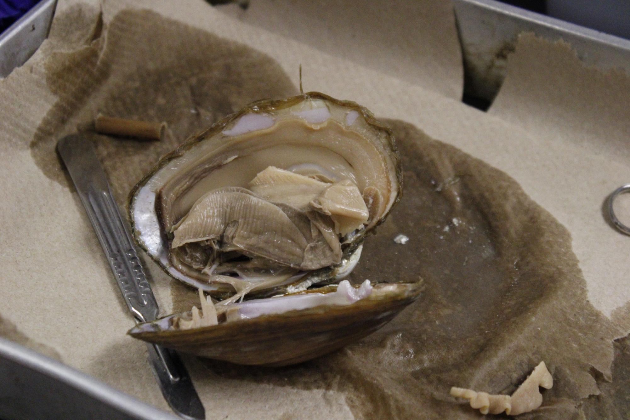 Zoology dissects clams (Photos by Alyssa Schroeder)