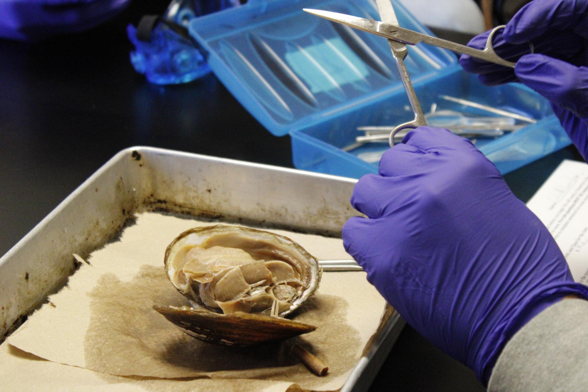 Zoology dissects clams (Photos by Alyssa Schroeder)