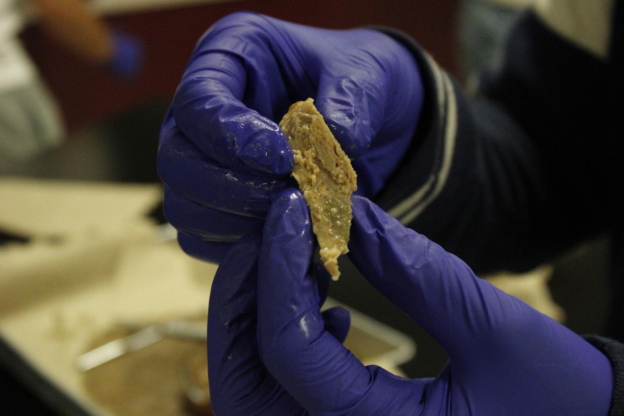 Zoology dissects clams (Photos by Alyssa Schroeder)