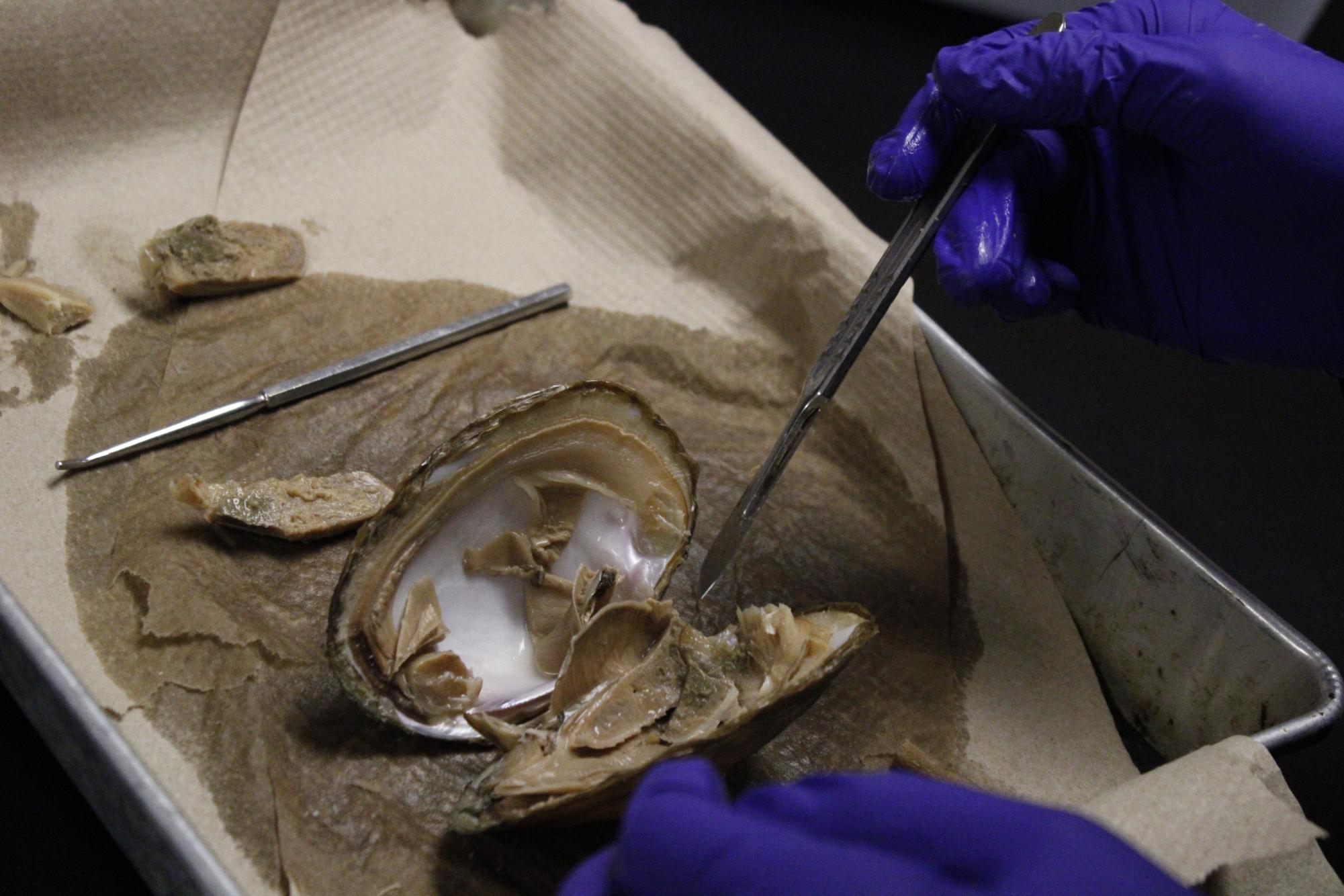 Zoology dissects clams (Photos by Alyssa Schroeder)