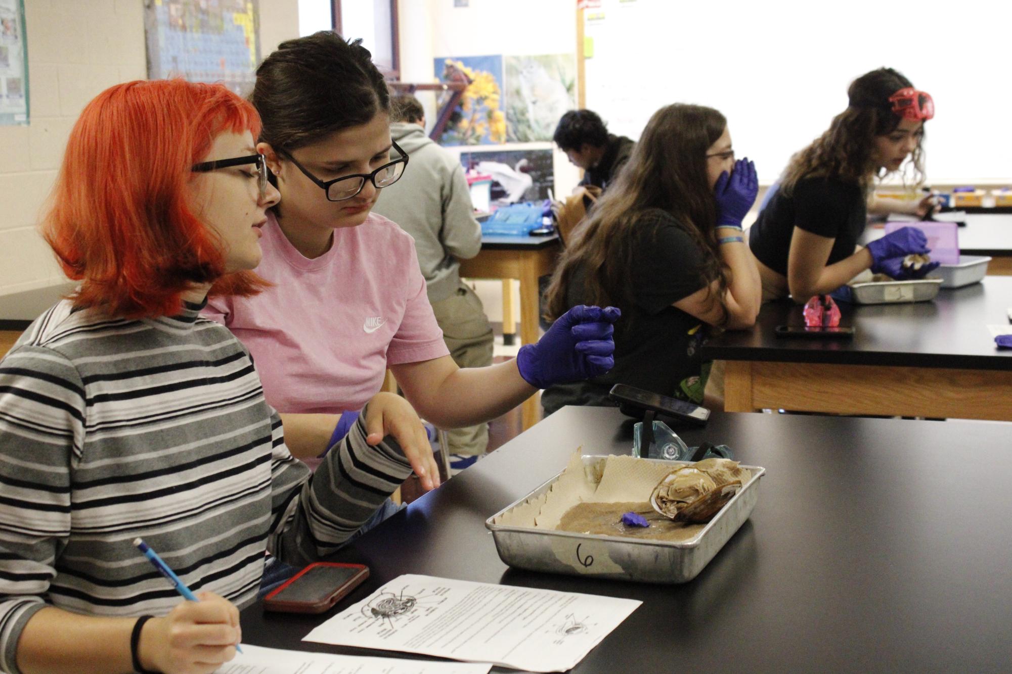 Zoology dissects clams (Photos by Alyssa Schroeder)