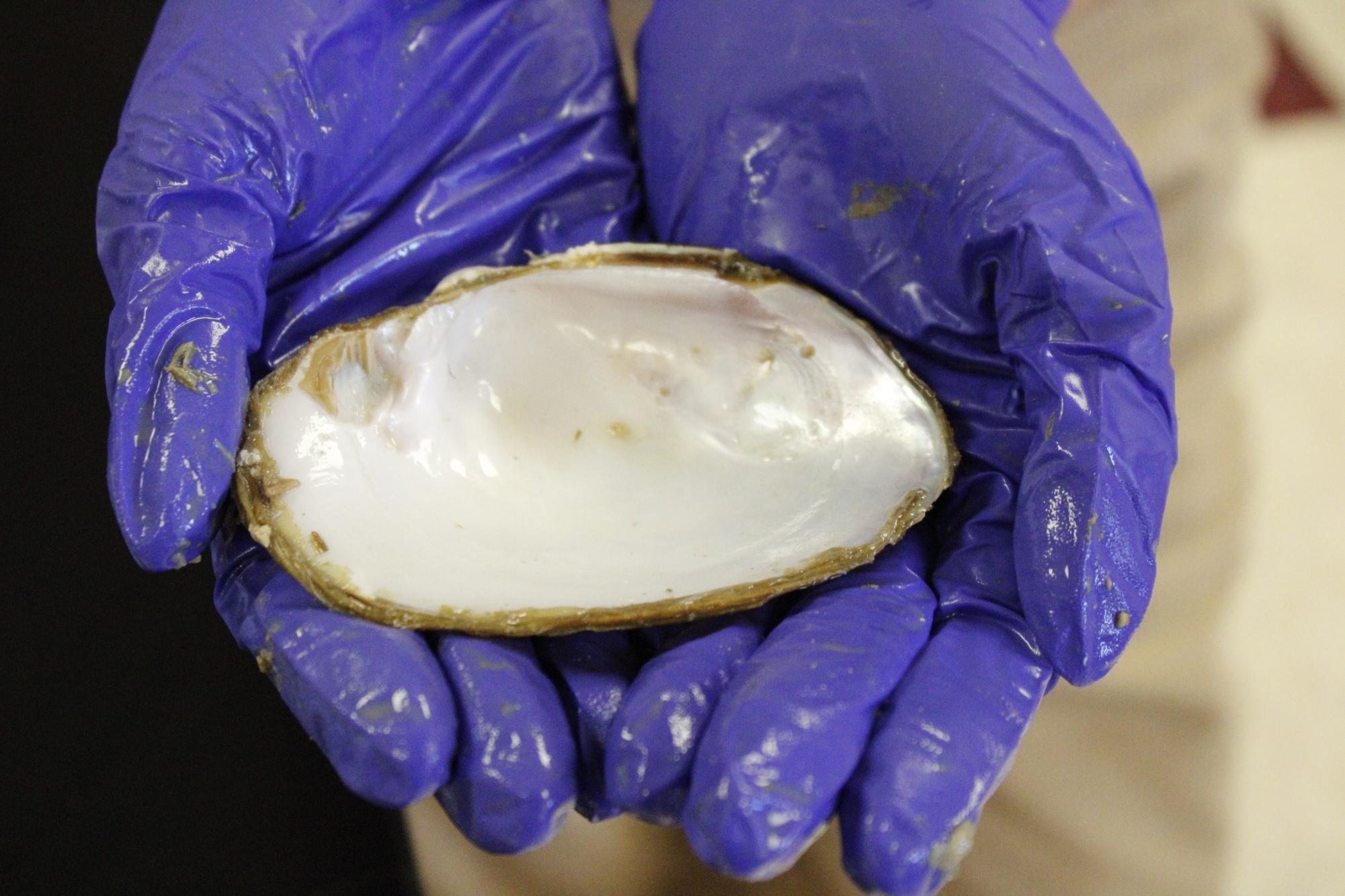 Zoology dissects clams (Photos by Alyssa Schroeder)