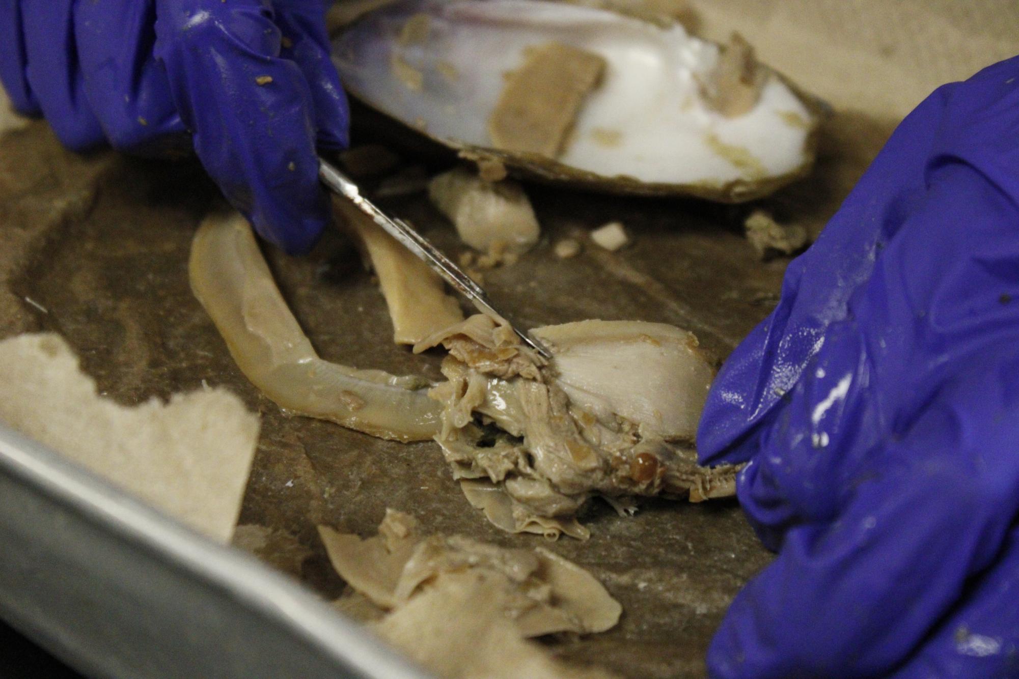 Zoology dissects clams (Photos by Alyssa Schroeder)