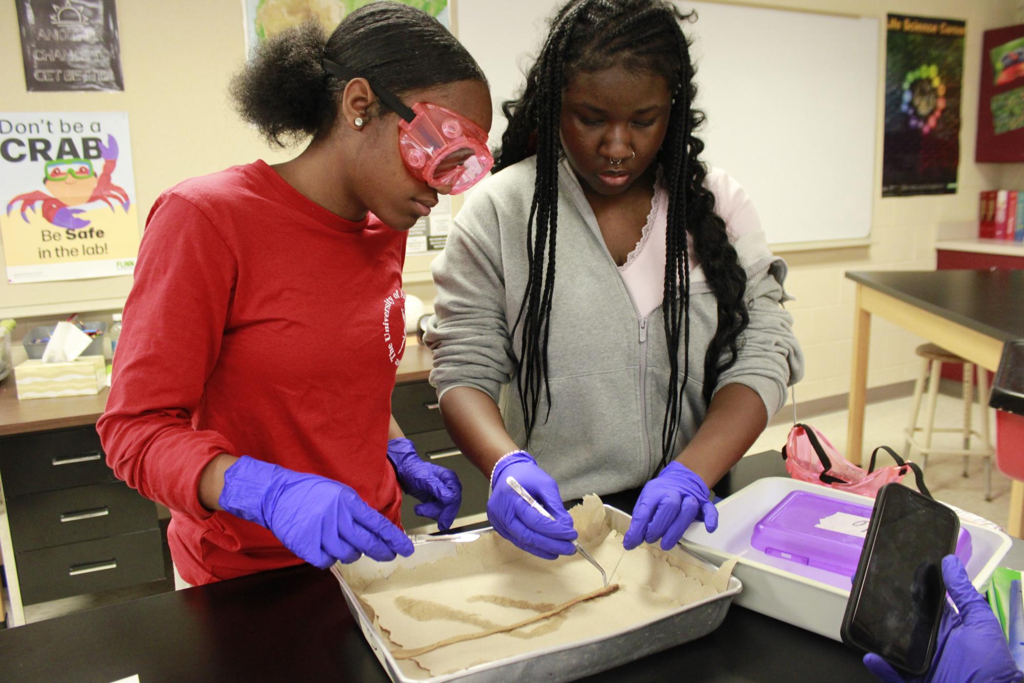 Dissecting Earth Worms