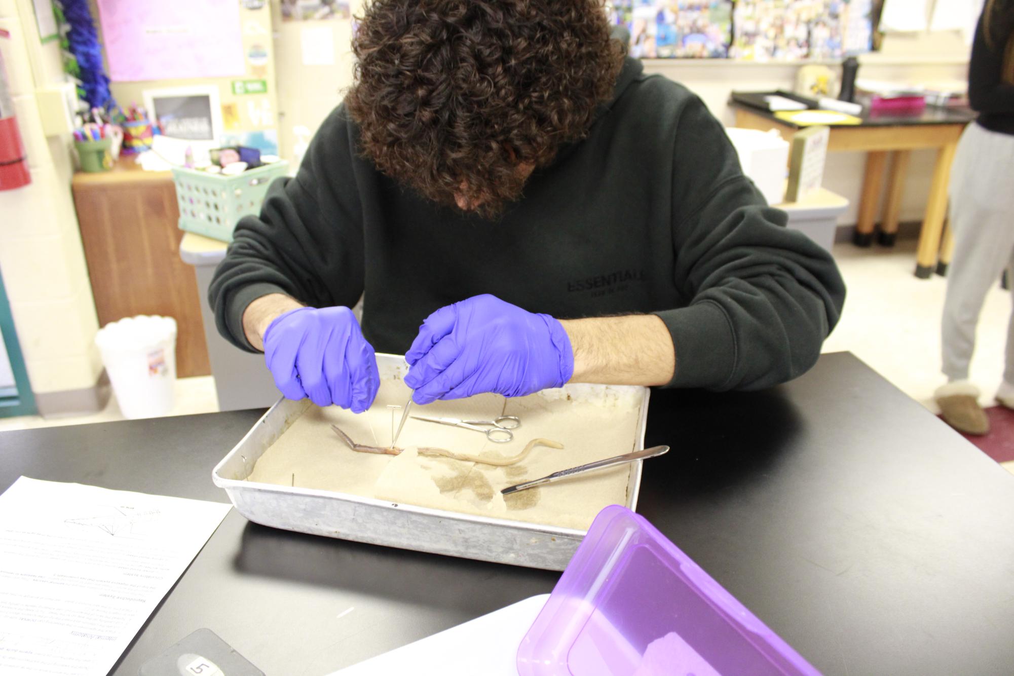 Dissecting Earth Worms