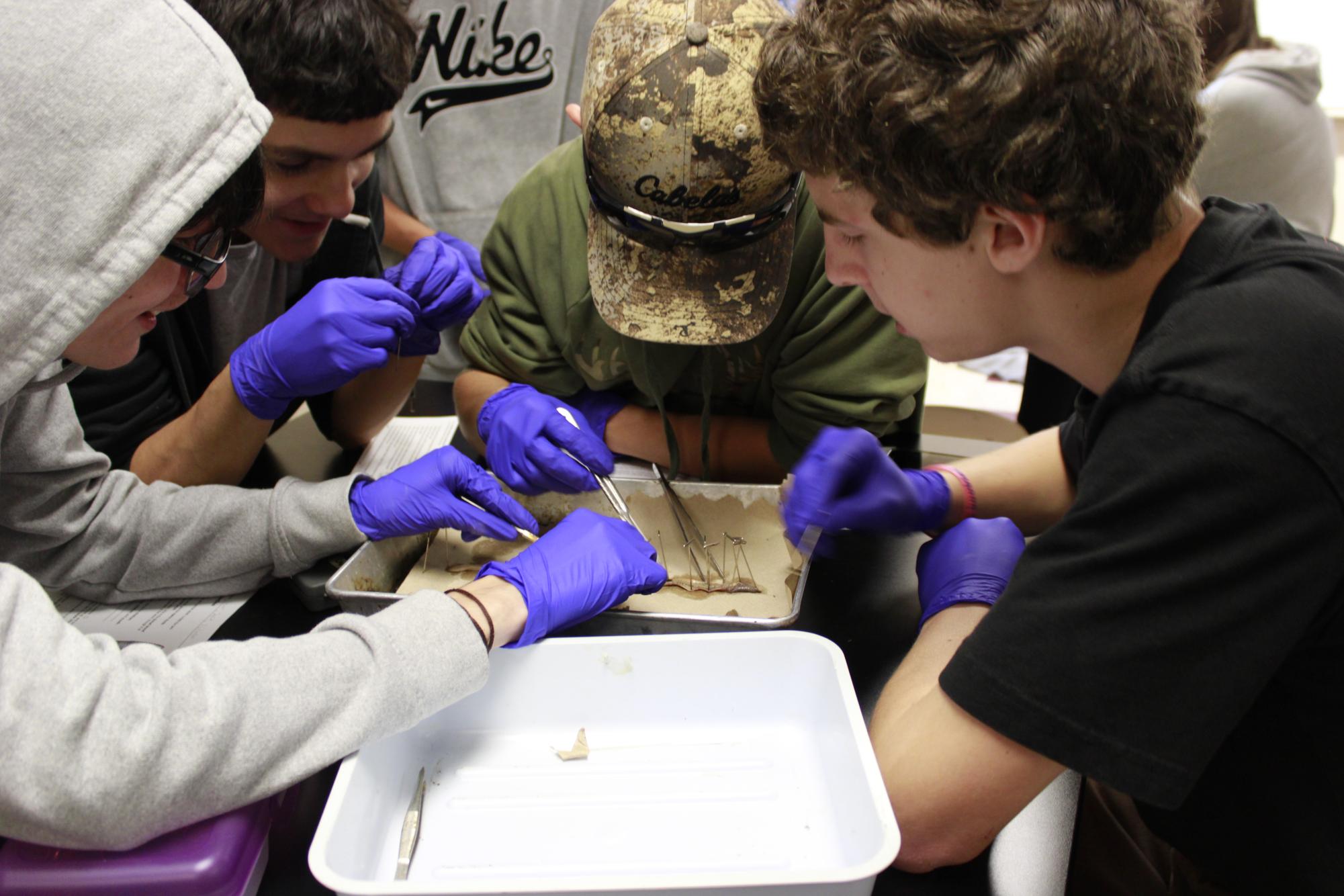 Dissecting Earth Worms