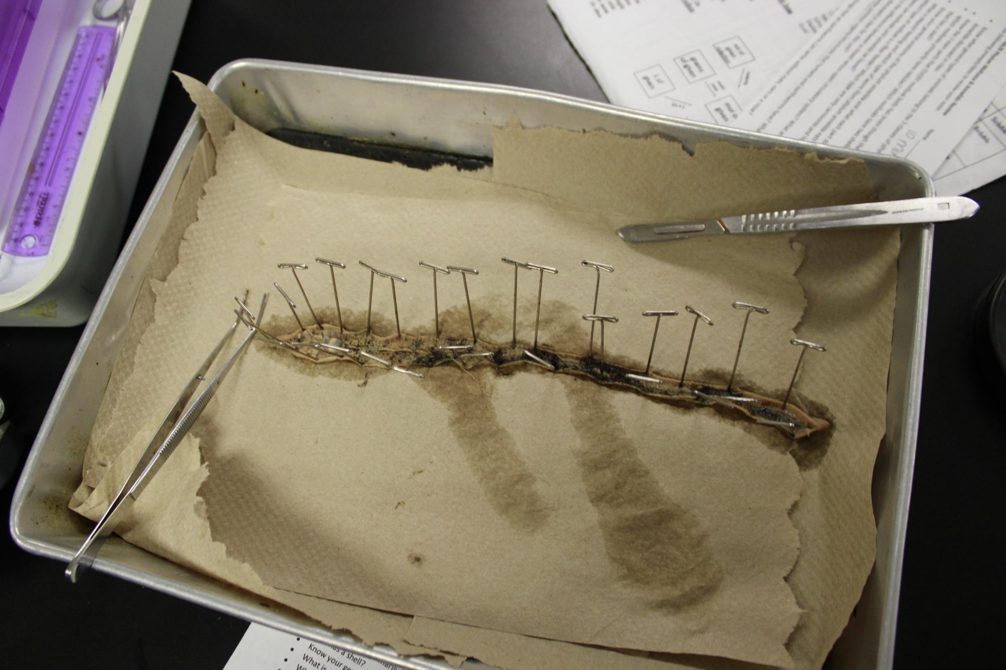 Dissecting Earth Worms