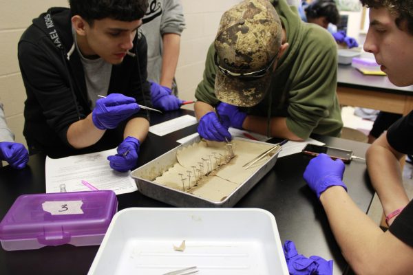 Dissecting Earth Worms